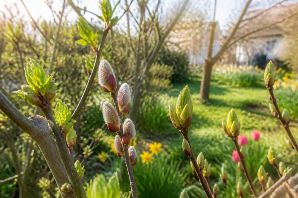 découvrez comment identifier les bourgeons et repérer les premiers signes du printemps dans votre jardin pour préparer la nouvelle saison.