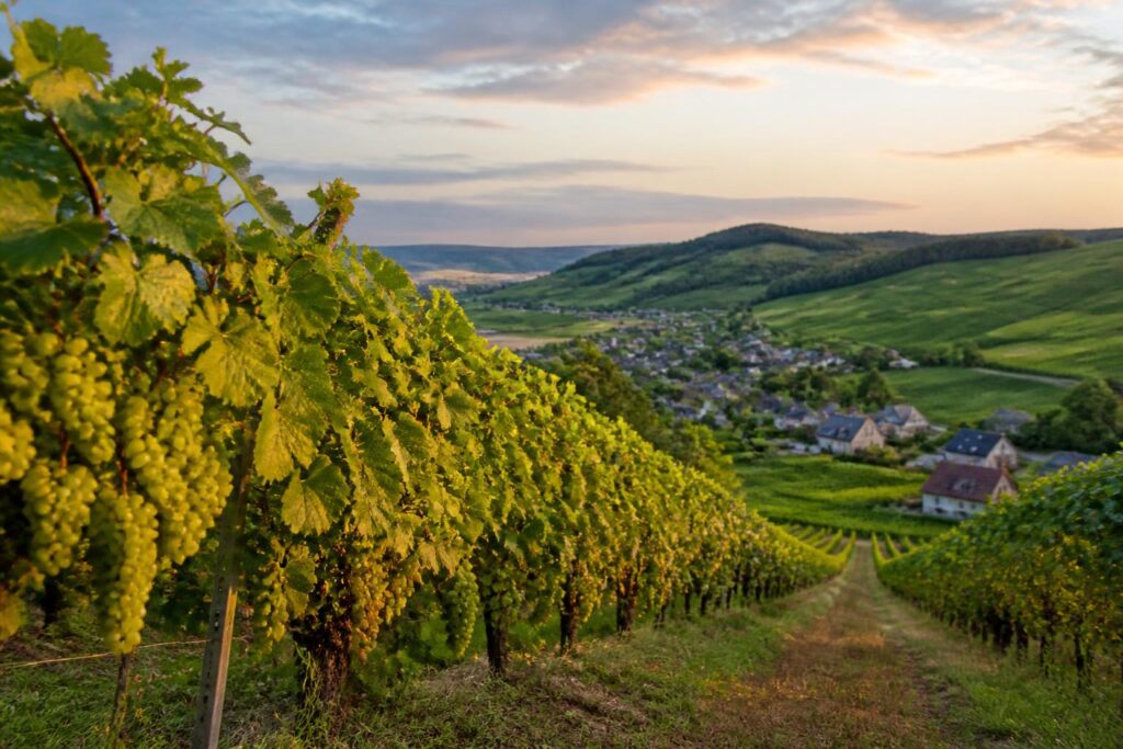découvrez le champagne leprince royer, un voyage au cœur d’un terroir d’exception en vallée de la marne, alliant tradition et terroir unique pour des cuvées raffinées.