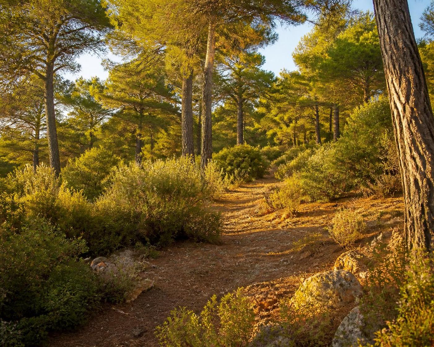 découvrez le campinus, un terroir méconnu offrant des saveurs authentiques et uniques. plongez dans un voyage gustatif à travers des produits locaux d'exception à ne pas manquer.