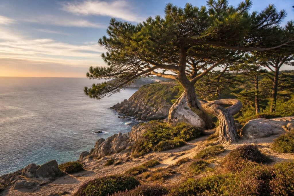découvrez comment les pins à crozon façonnent un paysage exceptionnel où la terre rencontre la mer, offrant des vues naturelles et préservées uniques en bretagne.