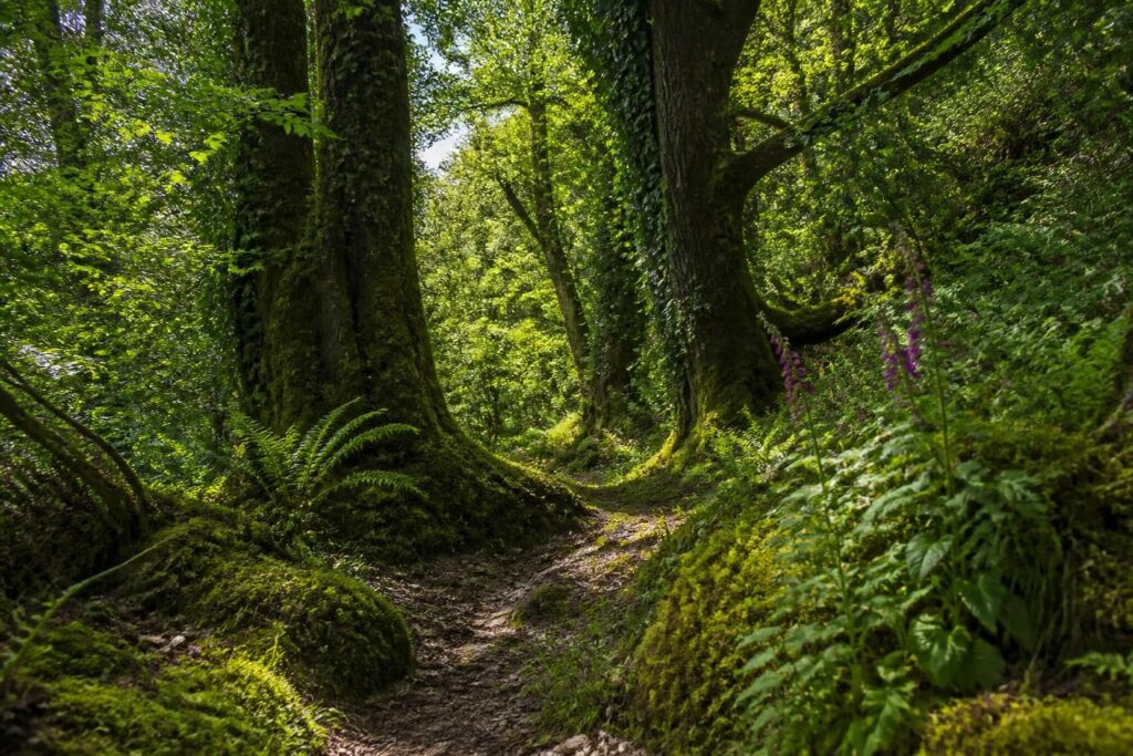 découvrez où trouver les sentiers forestiers les plus préservés près de chez vous pour une balade nature authentique et ressourçante.
