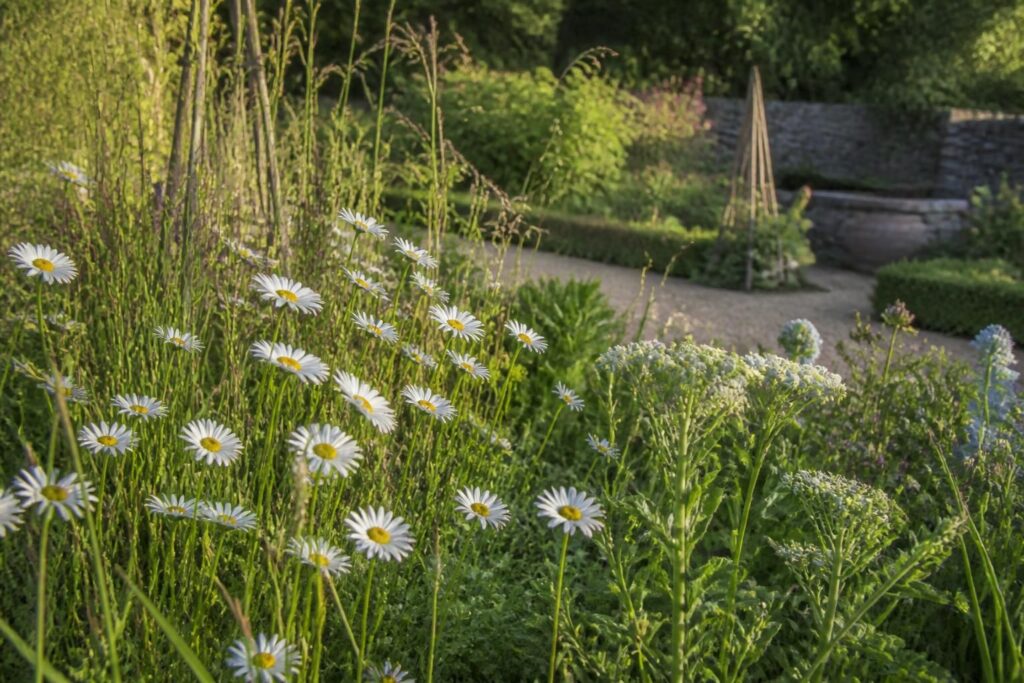 découvrez comment intégrer la fleur champêtre daisy bellis perennis dans votre jardin pour apporter couleur et charme naturel à votre espace extérieur.
