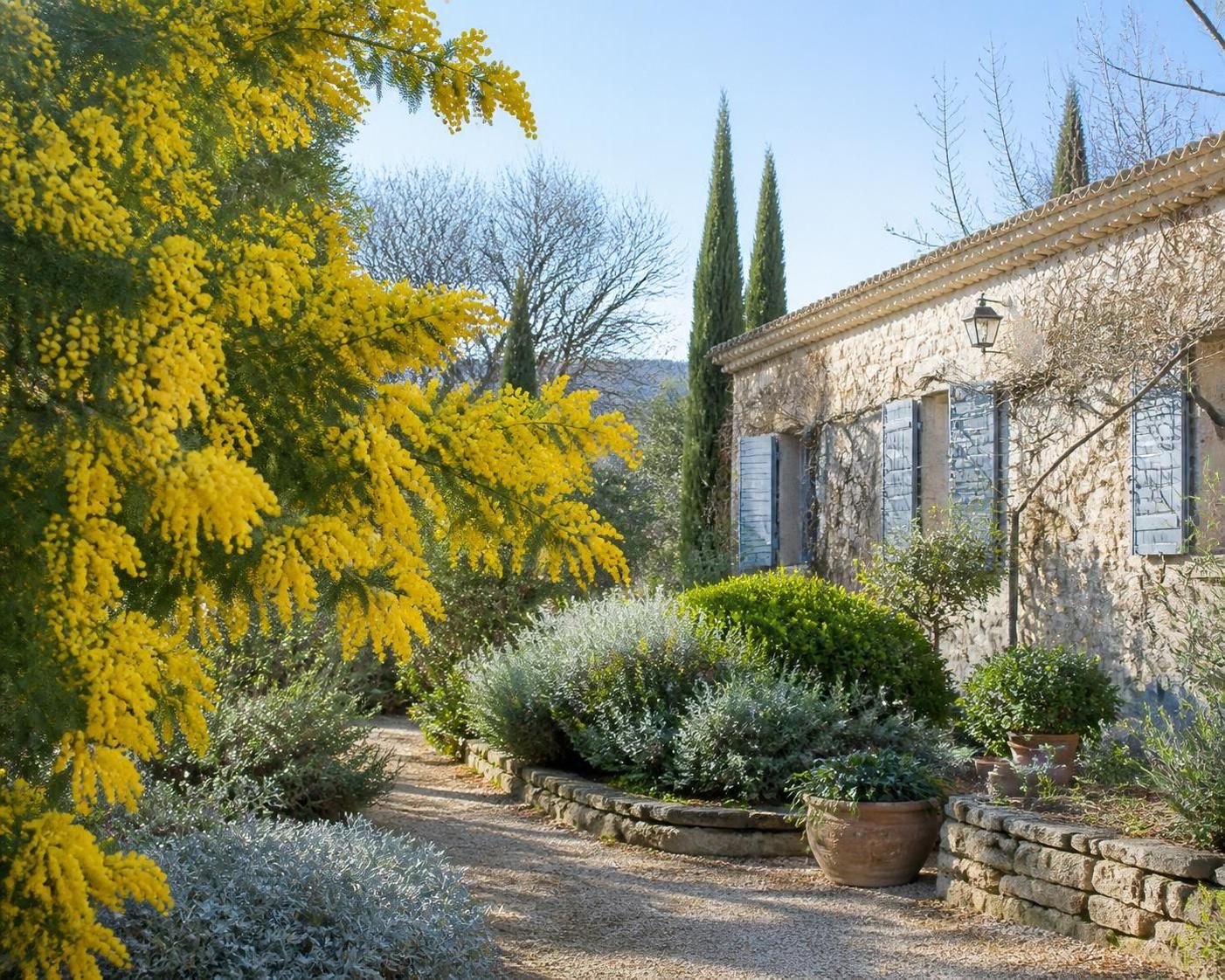 découvrez comment apprécier les fleurs lumineuses du mimosa d’hiver même en plein froid, avec nos conseils pour entretenir et mettre en valeur cet arbuste aux couleurs éclatantes.